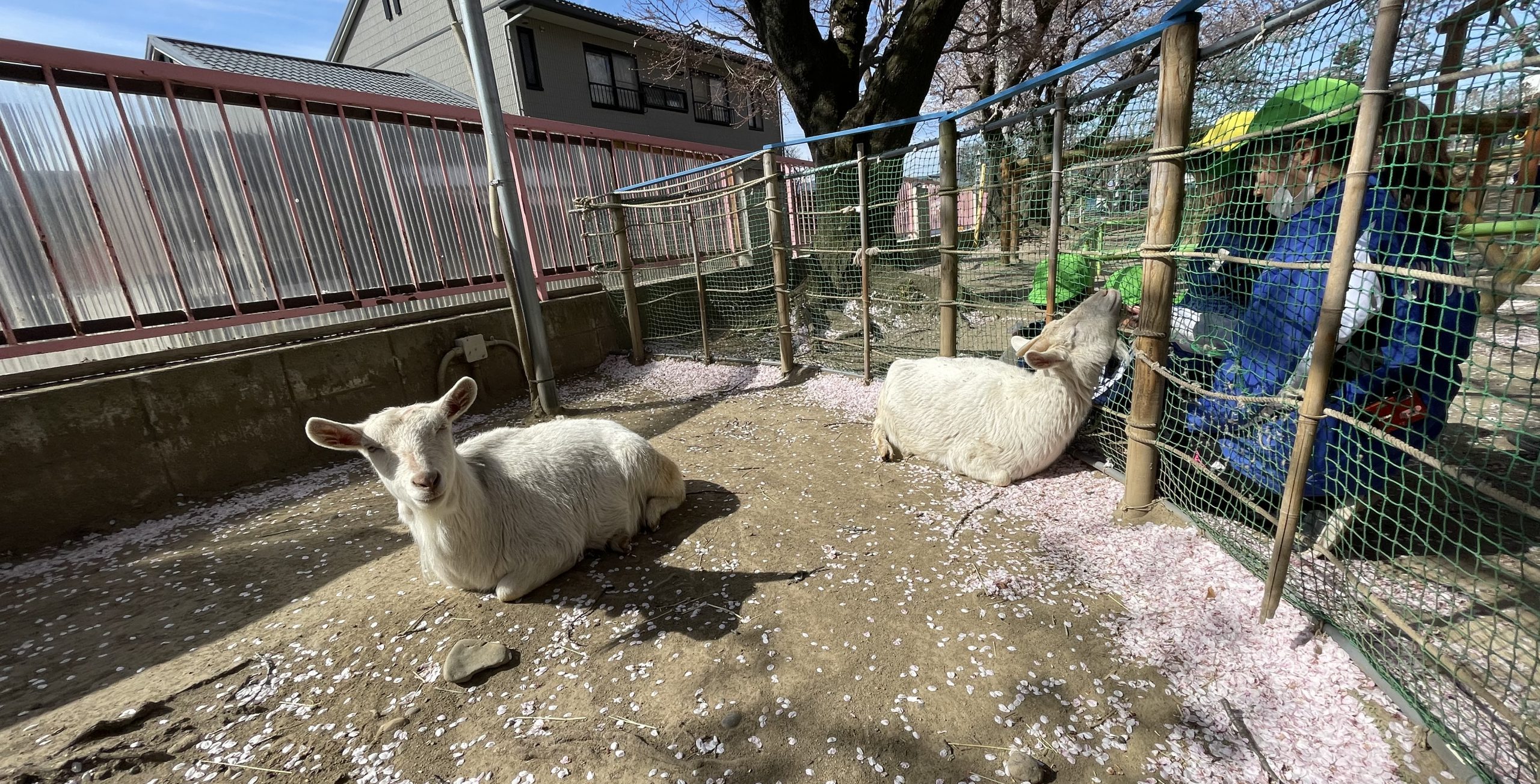 の画像